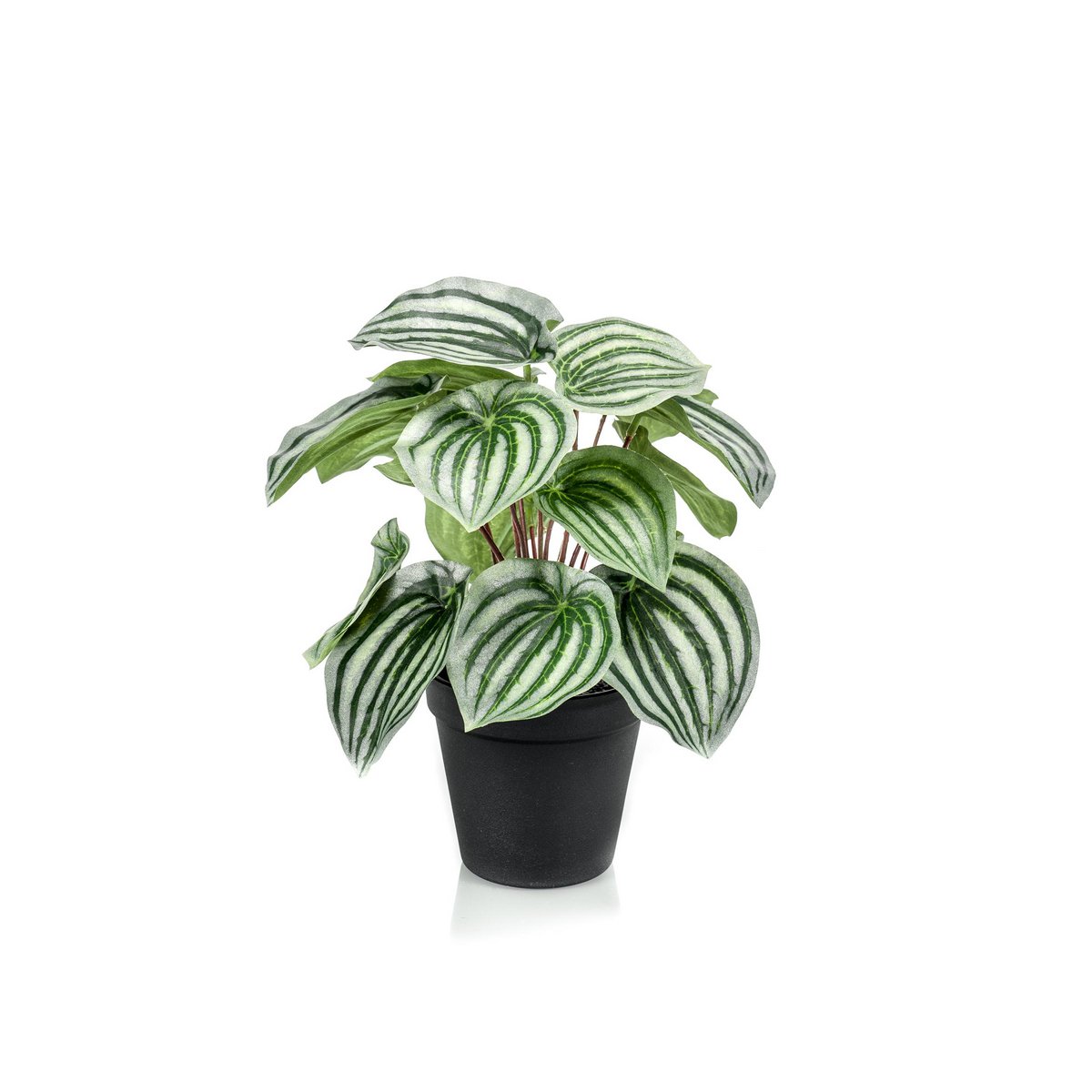 Kunstplant - Peperomia Argyreia - Watermelon -25 cm