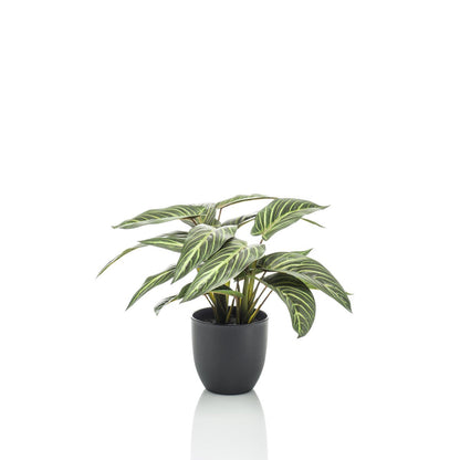 Kunstplant - Calathea Zebrina - Schaduwplant - 38 cm